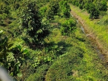 Cần bán gấp 11,7 sầu riêng monthong + mít thái Hậu Mỹ Trinh