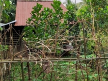 Cần bán gấp miếng đất mặt tiền lộ nhựa view sông An Cư, Cái Bè