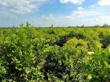 Cần bán 9500m2 đất vườn đang trồng chanh Mỹ Trung, Cái Bè