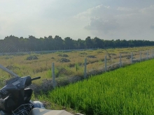 Đất thuộc xã Mỹ Hội, Cái Bè Tiền Giang trồng mít và sầu riêng