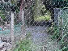 ️Cần bán 4190mv đất cln, hiện đang trồng mít và bưởi. An Cư Cái Bè