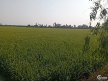 ️ Cần bán gấp 30 công ruộng (3 mẫu) có bán lẻ 5 công trở lên xã Hậu Mỹ Trinh