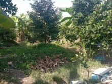 Bán 8.100m² đất trồng sầu riêng và mít, ấp Hậu Phú 3, xã Hậu Mỹ Bắc A, Cái Be