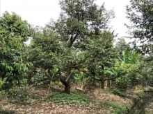 Chính chủ cần bán 2000m2/2 công (đường đi sổ riêng) vườn sầu riêng ri6