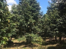 Cần bán 5 công  sầu riêng xã Long Tiên Cai Lậy