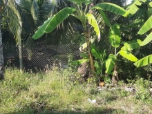 Mặt tiên đường B2 (Châu Thế Bình) đoạn phường Nhị Mỹ thị xã Cai Lậy