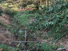 Chính chủ cần tiền bán 5 công đất sầu riêng và nhà cấp 4 Hội Xuân, Cai Lậy