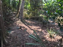 CẦN BÁN 1 công vườn có sầu riêng xen mít, bưởi, cam Long Khánh, Cai Lậy