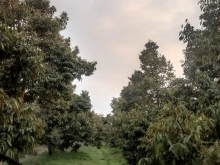 Cần bán 1.479,8m2 sầu riêng thuộc ấp Thanh Hiệp xã Thanh Hòa, tx Cai Lậy