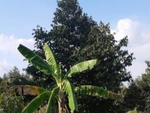 Chủ kẹt tiền cần bán gấp đất vườn 3.5 công Long Khánh, Cai Lậy