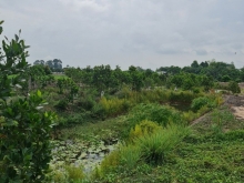 BÁN ĐẤT VƯỜN XOÀI + MÍT, XÃ PHƯƠNG TRÀ, HUYỆN CAO LÃNH