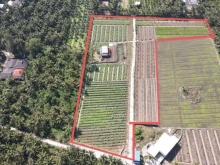 Bán đất vườn diện tích lớn cách Quốc Lộ 1A chỉ 700m giá tốt