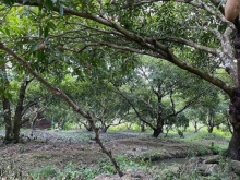 Bán gấp đất Phú Quới- Phú Phong- Châu Thành-Tiền Giang