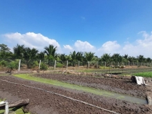 Vườn dừa mới trồng xe 7 chỗ tới đất ấp Hòa, xã Nhị Bình, Châu Thành, Tiền Giang