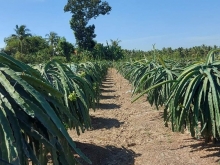 Cần bán hơn 2 công thanh long tơ đang cho trái ở xã Bình Phục Nhứt.