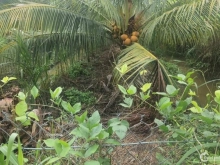 Bán 5000m2 đất đang thu hoach dừa. Bình hòa a Song Bình, Chợ Gạo