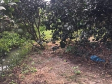 Bán vườn bưởi mặt tiền lộ nhựa 5m Bình Phan Chợ Gạo. TIỀN Giang