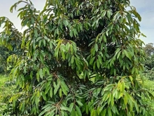 CHÍNH CHỦ CẦN BÁN GẤP GIẢM GIÁ 20 TRIỆU/sào