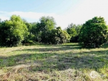 Cần bán rẫy xoài hơn 22.000m2 Diên Sơn, Diên Khánh, o6to vào tận nơi.