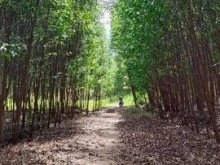 Cần bán gấp lô đất thôn Láng Nhớt Xã Diên Tân