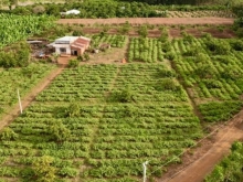 Đất vườn Phú Túc có sẵn vườn trái cây, gần chợ, sông La Ngà, Khu Công Nghiệp