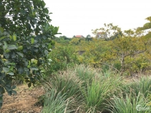 Bán ô đất an sinh, tx đông triều Dt 1.050m2, đường rộng 5m