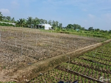 Đất bán mặt tiền 50x45 đan 3m bờ kinh, tân đông ,gcđ