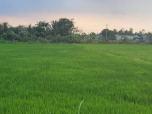 1 mẫu 7 .ngang 35m dài hết đất Xóm Rẫy .Kiểng Phước.huyện Gò Công Đông