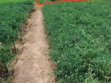 Do khách ở xa không tiện đi lại, bán rẻ miếng đất 17mx19m đã lên cây lâu năm