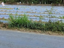 Đất mặt tiền nhựa 5m. Tại Long Vĩnh, Gò Công Tây