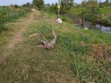 Đất bán Lợi an xã bình tân huyện gò Công Tây