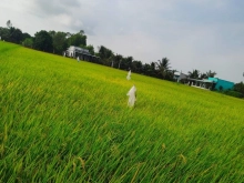 Chính chủ gửi đất ruộng, một mặt đê kênh Mỹ Xuân, Tân Trung TXGC