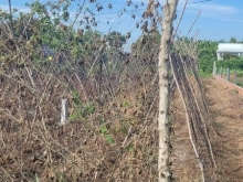 Mặt tiền đường Vỏ Văn Kiết. Long Hòa Thị Xã Gò Công