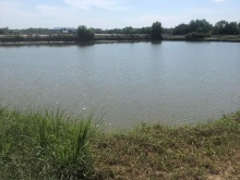 Đất nuôi trồng thủy sản 3,2 mẫu . Đường xe tải cặp sông Gò Công