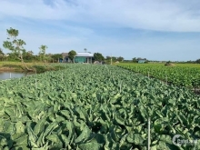 Mở bán 4 nền Đất Thuận Hoà Long Thuận Thị Xã Gò Công Tiền Giang