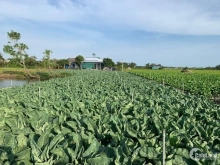 Mở bán 4 nền Đất Thuận Hoà Long Thuận Thị Xã Gò Công Tiền Giang