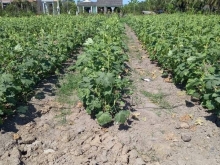 Đất nền Ông Cai Tân Trung, TXGC