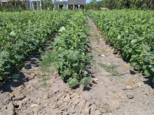 Đất nền Ông Cai Tân Trung, TXGC