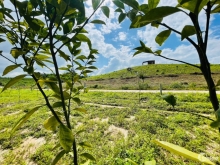 Chỉ 480 Triệu - BÁN NHANH VƯỜN BƯỞI VEN SÔNG GIANG - ĐƯỜNG Ô TÔ