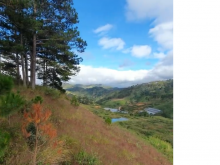 17 hecta đất trồng cây lâu năm tại Dasar - Lạc Dương,Lâm Đồng.