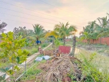 Cần Bán gấp 3.750m2 đất vườn ven đô, khu vực Xã Long Phước, Long Hồ, Vĩnh Long