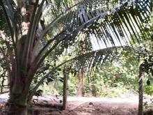 Bán nhanh gần một công đất vườn xã tân long huyện mang thít