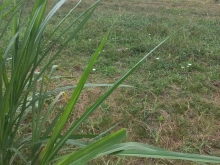 Bán đất mỹ phú mỹ phong mỹ tho giá rẻ