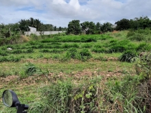 Ông anh kẹt vốn làm ăn cần ra đi thửa đất nông nghiệp