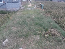 Cần bán lô đất 300m ở văn Hải đường Nguyễn thị minh Khai