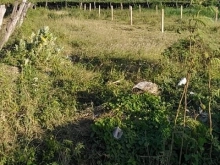 Mẹ mình cần tiền nên bán ạ. 2 lô đất ở Long bình