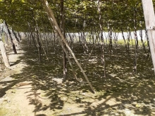 Cần ra đi 695m đất trồng cây lâu năm cho chuyển thổ đường ô tô