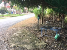 Chủ gởi mặt tiền tỉnh lộ 905 tam bình vĩnh long