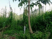 Bán gấp 3 nền mặt tiền đường nhựa, khu dân cư Song Phú. Khu Đô Thị Song Phú, Tam