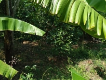 Dạ chủ cần ra 3 công4  đất vườn cây đang cho trái ạ